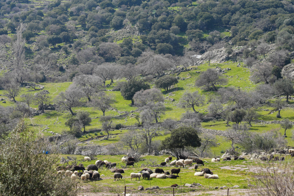 Λέσβος: Δεύτερο κρούσμα αφθώδους πυρετού σε κτηνοτροφική μονάδα στην Πελόπη