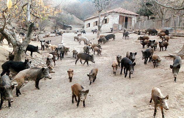 αγριογουρουνα κτελ τροχαιο