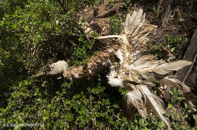 Dilitiriasi Agrafa 06.2018 ORNITHOLOGIKI DVavylis