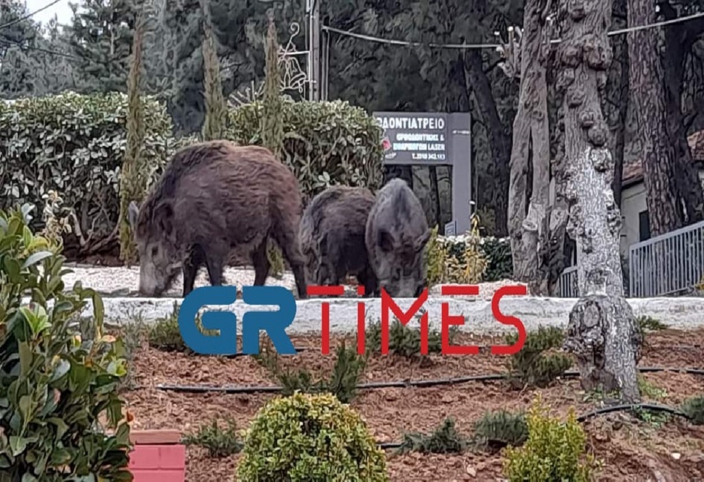 αγριογουρουνα πανοραμα2