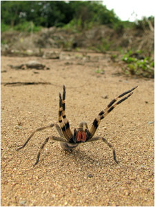 Brazilian Wandering Spider