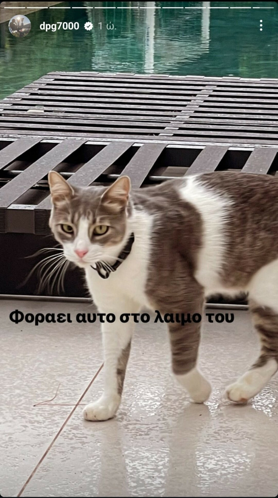 giannakopoulos_gata2_4cafd.jpg