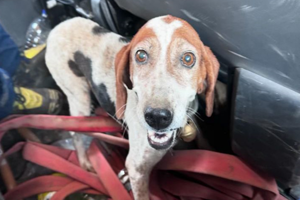 Φωτιά στην Κορινθία: Πυροσβέστες διέσωσαν σκύλο (Βίντεο)