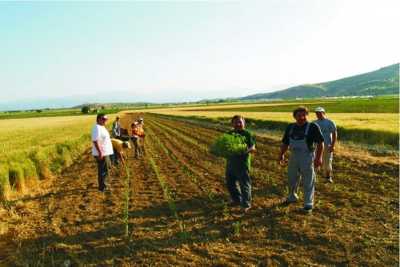 Πρόγραμμα επιδότησης για νέους αγρότες στη Περιφέρεια Στ. Ελλάδας