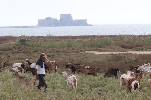 Πληρωμές και έλεγχοι στα μέτρα στήριξης των κτηνοτρόφων που αναπτύσσει το υπουργείο