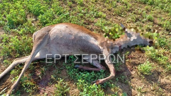 Κτηνωδία στη λίμνη Κερκίνη: Πυροβόλησαν και σκότωσαν τρία ελάφια