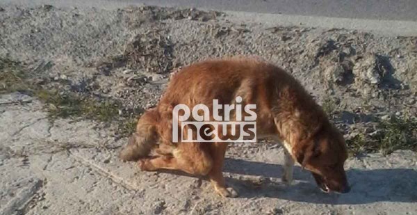 Ηλεία: Έσπασαν τα πόδια σε σκύλο και τον παράτησαν αβοήθητο