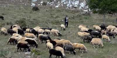 Εγκρίθηκε το πρόγραμμα ενισχύσεων σε κτηνοτρόφους 