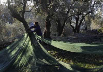 Σοβαρά προβλήματα παρουσιάζουν τα ελαιόδεντρα των Χανίων