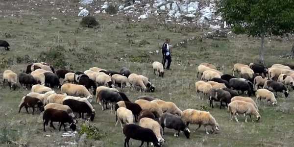 Τι φέρνει η νέα ΚΑΠ για τους βοσκοτόπους 