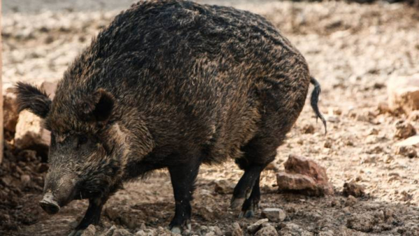 Πόρτο Ράφτη: Ταξί συγκρούστηκε με αγριογούρουνο