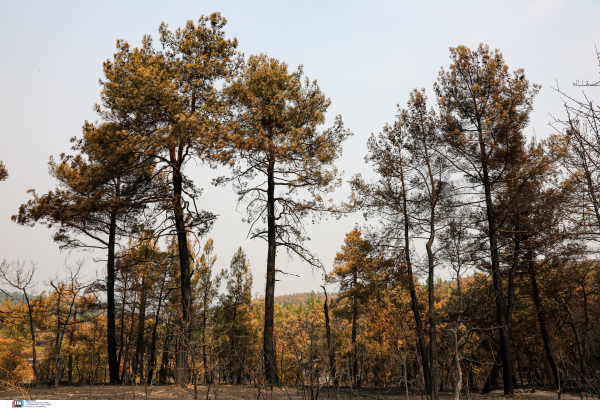 Σε κατάσταση επιφυλακής η Βοιωτία: Απαγόρευση κυκλοφορίας σε δάση και πάρκα - Υψηλός κίνδυνος πυρκαγιάς