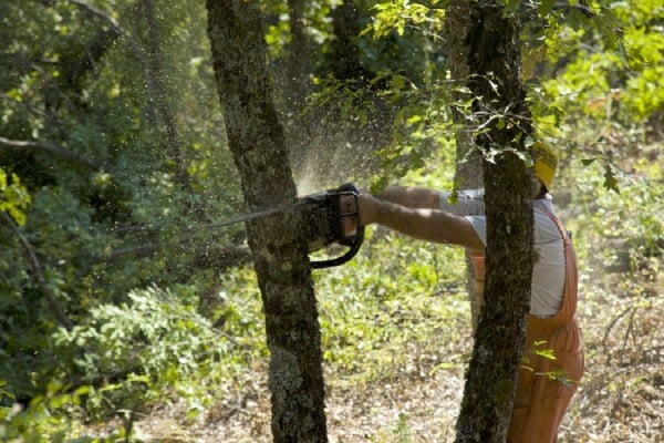 Παρατείνεται η προθεσμία υποβολής αντιρρήσεων για τους δασικούς χάρτες