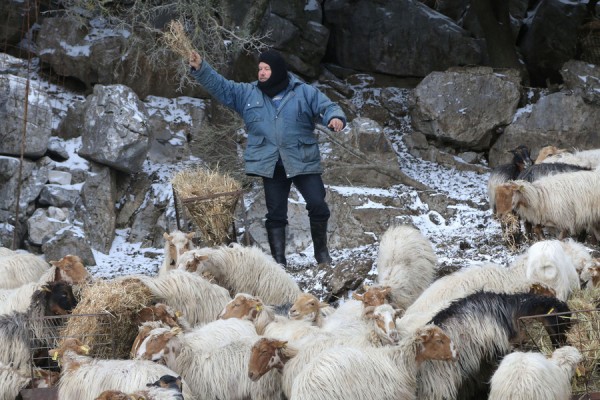 Ρόδος: Γυναίκα διεκδικεί αποζημίωση 42.500 ευρώ επειδή την... κουτούλησε τράγος!