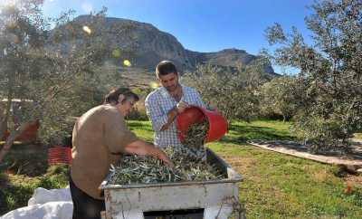 Σήμερα σε 660.00 αγρότες η ενιαία ενίσχυση 2014