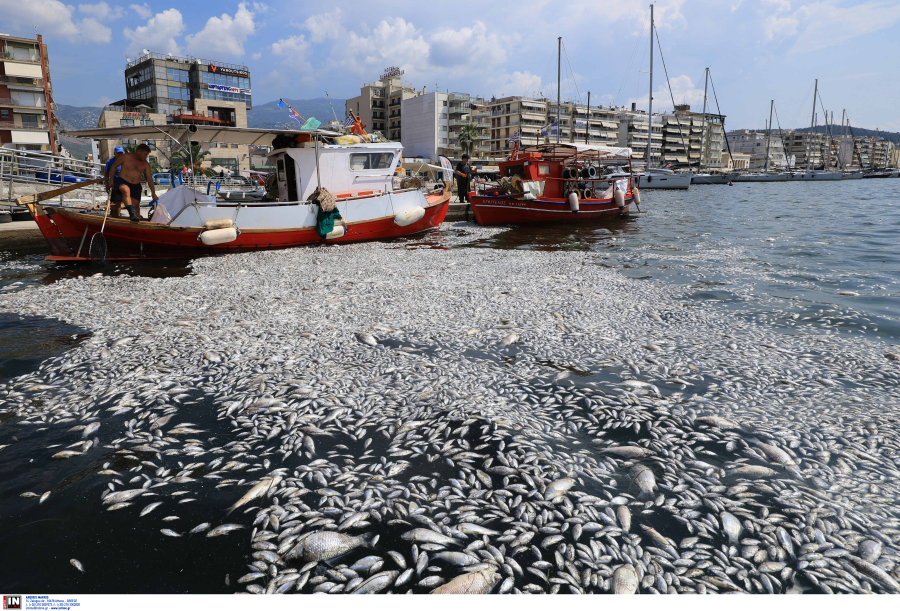 Απομακρύνθηκε το 99% των νεκρών ψαριών από τον Παγασητικό - 270 τόνοι οδηγήθηκαν σε αποτέφρωση