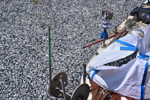 «Θέμα» στα ΜΜΕ του εξωτερικού τα χιλιάδες νεκρά ψάρια στον Βόλο