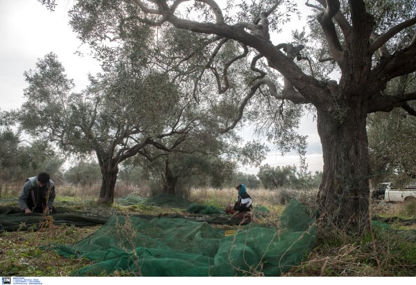 Ψηφιακή βεβαίωση για τους αγρότες