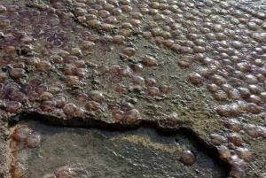 Εύβοια: Εκατοντάδες μέδουσες ξεβράστηκαν σε παραλία (εικόνες)