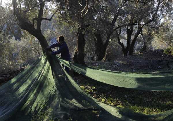 Χαλκιδική: Φόβοι για μείωση πάνω από 50% στην παραγωγή επιτραπέζιας ελιάς