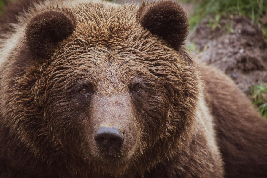 Νεκρή αρκούδα 300 κιλών μετά από σύγκρουση με ΙΧ