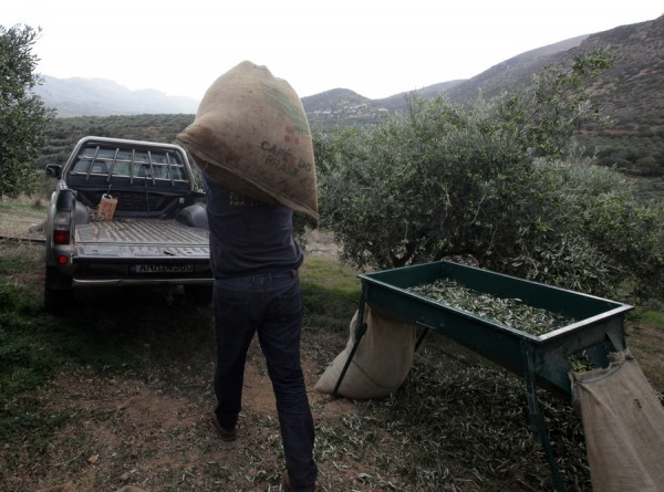 Σε διαβούλευση η νέα απόφαση ομάδων και οργανώσεων παραγωγών