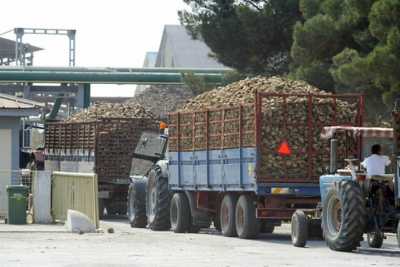 ΕΒΖ: 2,5 εκατ. ευρώ πληρωμη προς τευτλοπαραγωγούς