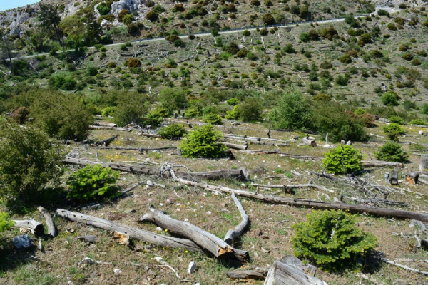 Πεντέλη: Αναδάσωση στο σημείο που ξεκίνησε η φονική πυρκαγιά το 2018