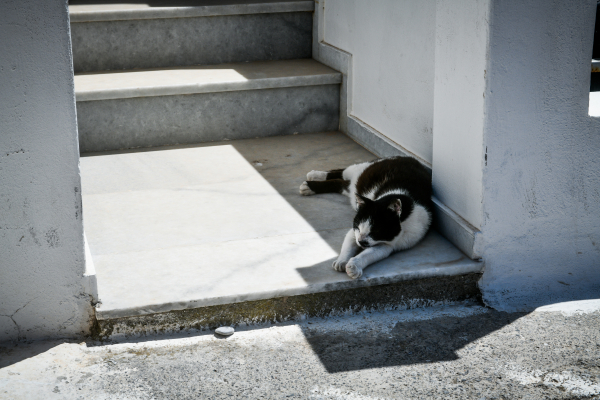 Ρωσία: Πέθανε αβοήθητη μέσα στο σπίτι της και την κατασπάραξαν οι 20 γάτες της