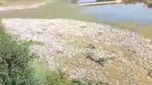 Αποτρόπαιο θέαμα στον Πηνειό - Ξεβράστηκαν εκατοντάδες νεκρά ψάρια (video)