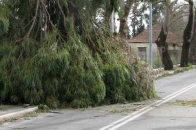 Αττική: 105 κλήσεις στην Πυροσβεστική για κοπές δέντρων