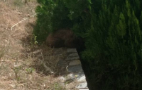 Καστοριά: Περιπέτεια για αρκουδάκι που έχασε τον προσανατολισμό του και εγκλωβίστηκε - Πώς το έσωσαν