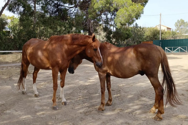Φωτιά: Στο Μαρκόπουλο μεταφέρθηκαν τα άλογα του Ιππικού Ομίλου Βάρης