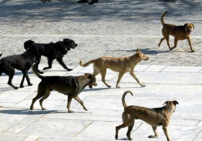 Χρηματοδότηση Δήμων για τη λειτουργία καταφυγίων αδέσποτων ζώων