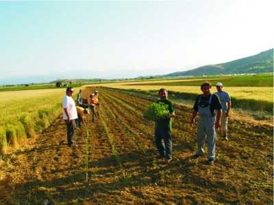 Φορολογία βάση στρεμμάτων ζητούν οι αγρότες