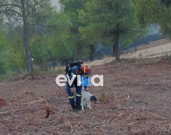 Φωτιά στην Εύβοια - Πυροσβέστης έσωσε αδέσποτο σκυλάκι