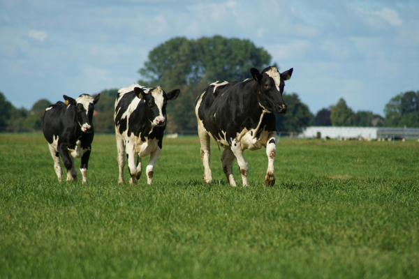 Η Δανία θα χρεώσει 100 δολάρια ανά αγελάδα στον πρώτο παγκοσμίως φόρο εκπομπών διοξειδίου του άνθρακα