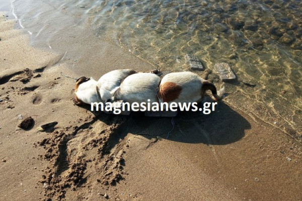 Θηριωδία στο Βόλο: Έδεσε σκύλο με πέτρες και τον πέταξε στη θάλασσα!