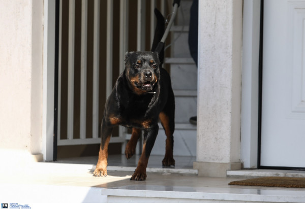 Κοζάνη: Ο ιδιοκτήτης των ροτβάιλερ που σκότωσαν τον 5χρονο έκανε αγωγή στη μητέρα του παιδιού!