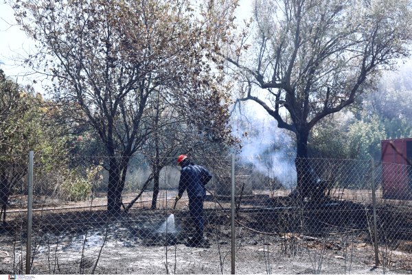 Έλληνες φοιτητές σχεδίασαν ειδικό τζελ που θα «ζωντανεύει» καμμένα δάση