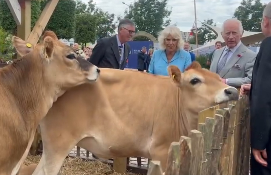 Viral το βίντεο της Καμίλα με τις αγελάδες