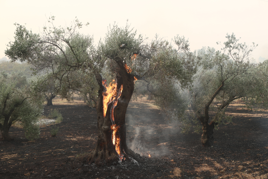 Φωτιές στον Έβρο: Το βαρύ κατηγορητήριο για τους 13 μετανάστες και τους τρεις αυτόκλητους «φύλακες»