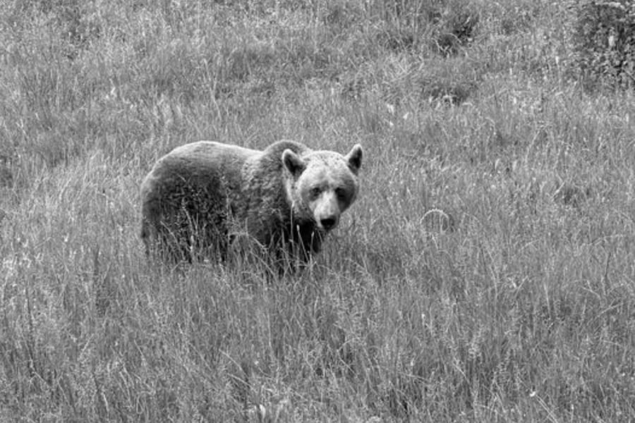 Πέθανε η αρκούδα Μπάρμπαρα - Είχε έρθει στην Ελλάδα από τη Γιουγκοσλαβία το 1999
