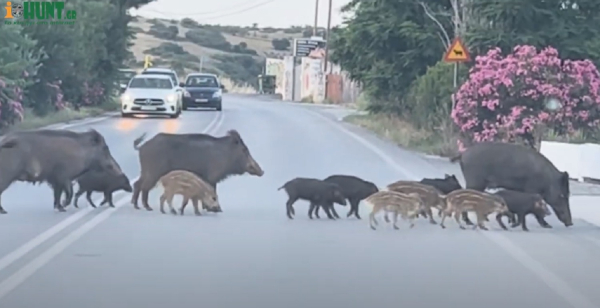 Απίστευτο βίντεο με αγριογούρουνα να κάνουν... παρέλαση σε δρόμο της Θέρμης