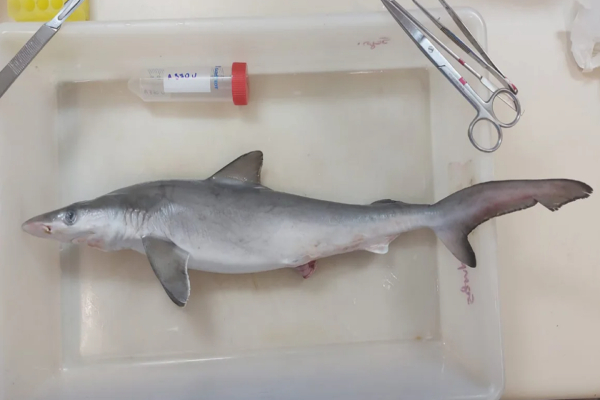 Καρχαρίες βρέθηκαν θετικοί σε κοκαΐνη, για πρώτη φορά