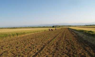 Στους αγρότες της Κρήτης 600 εκατ. ευρώ απο την νέα ΚΑΠ