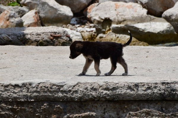 Φιλόζωοι: Δικαίωση η απόσυρση του νομοσχεδίου