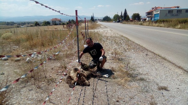 Δύο νεκρές αρκούδες στην Εγνατία Οδό