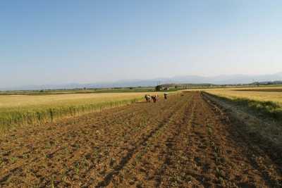 Νέα καλλιέργεια με εγγυημένη πώληση της παραγωγής και υψηλά κέρδη