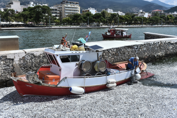 Παρέμβαση του Αρείου Πάγου για τα ψάρια του Βόλου: Ζητά άμεση έρευνα